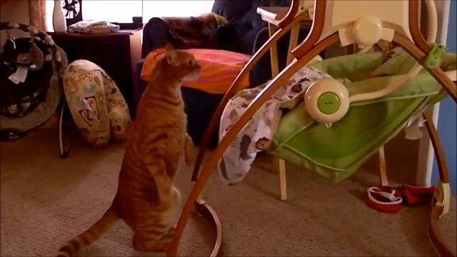 Смешное Видео с Кошками! Забавные Кошки! Funny Cats Video Compilation /