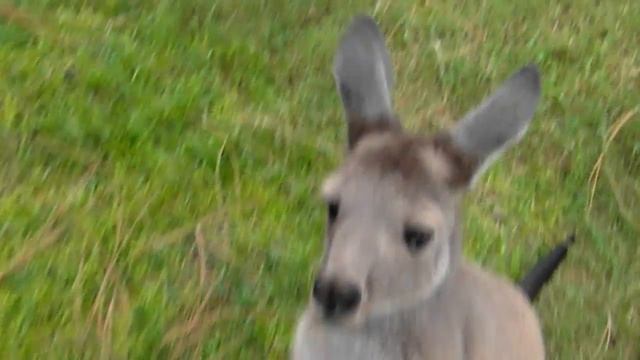Baby kangaroo joey plays "Go get 'em" смотреть онлайн