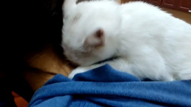 Милый котенок смотреть онлайн