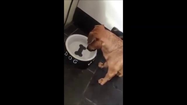 СОБАКА ПЫТАЕТСЯ ДОСТАТЬ СО ДНА МИСКИ НАРИСОВАННУЮ КОСТЬ смотреть онлайн
