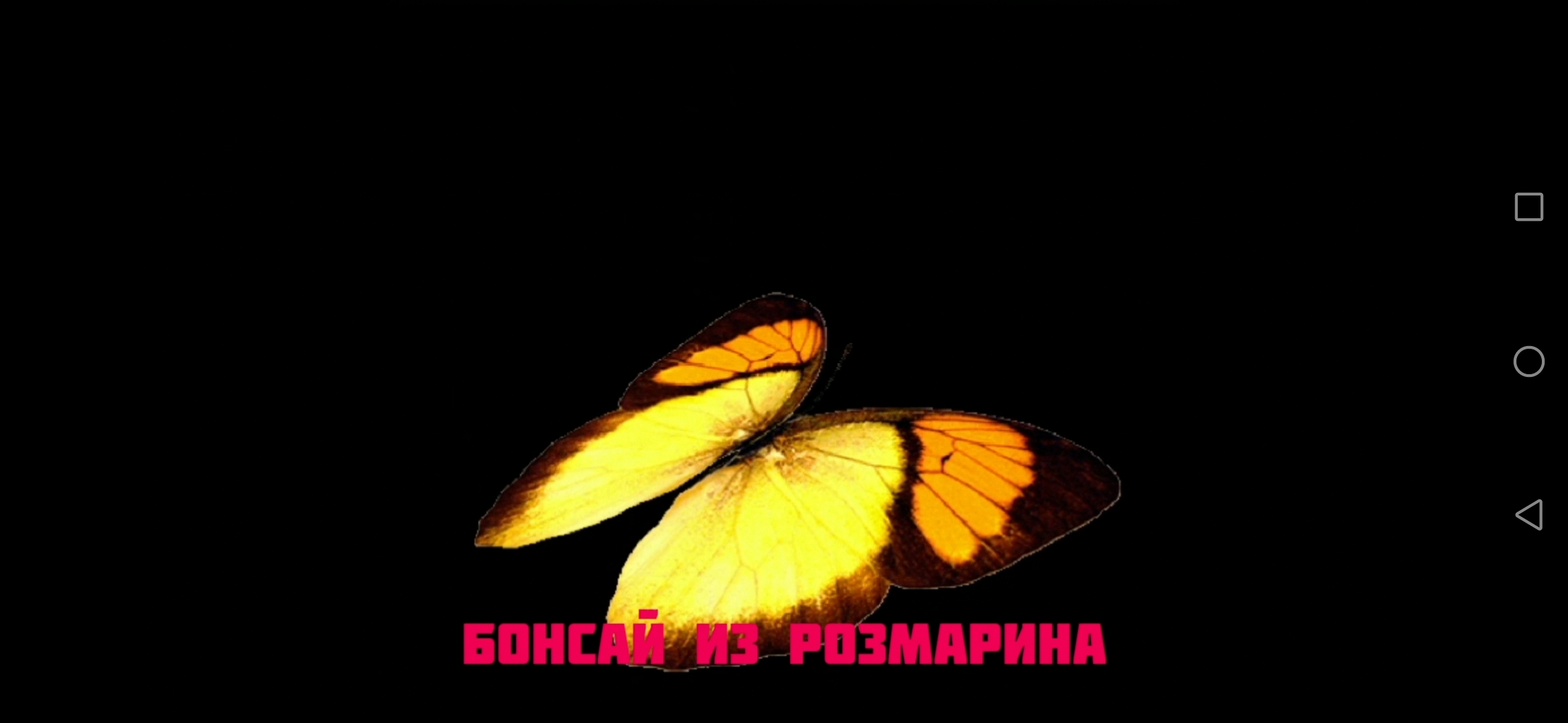 Бонсай из Розмарина.