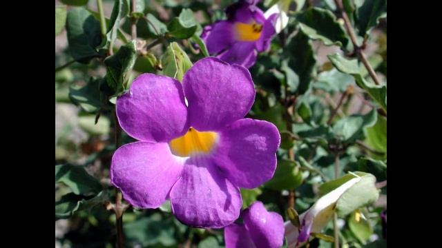 ТУНБЕРГИЯ (THUNBERGIA) сем. Тунбергивые смотреть онлайн