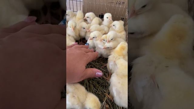 Бройлер КОББ-500 смотреть онлайн