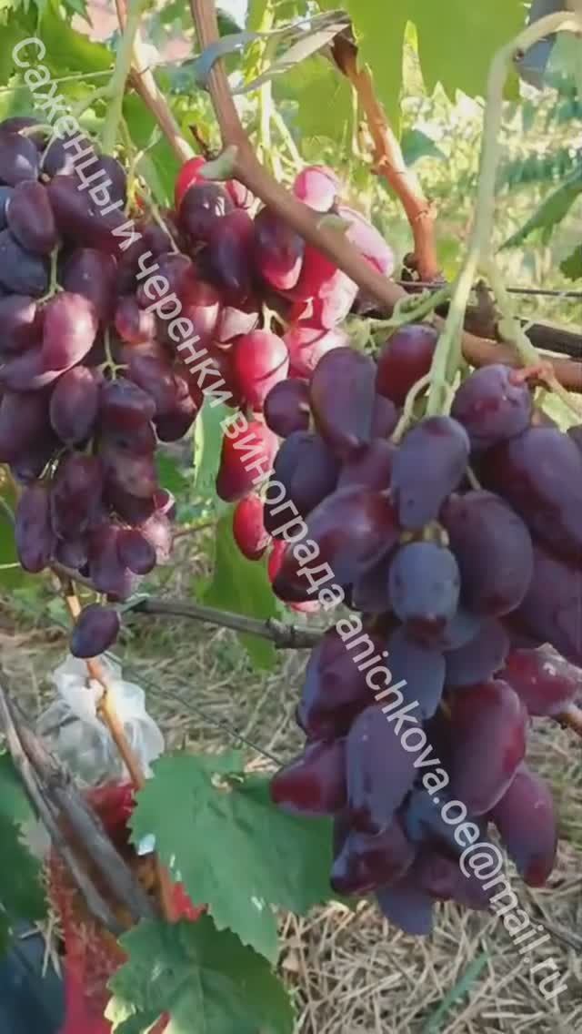 ДУБОВСКИЙ РОЗОВЫЙ. ОЧЕНЬ КРУПНЫЙ И КРАСИВЫЙ ВИНОГРАД. 2023 ГОД. ВИНОГРАД СРЕДНЕЙ ПОЛОСЫ.