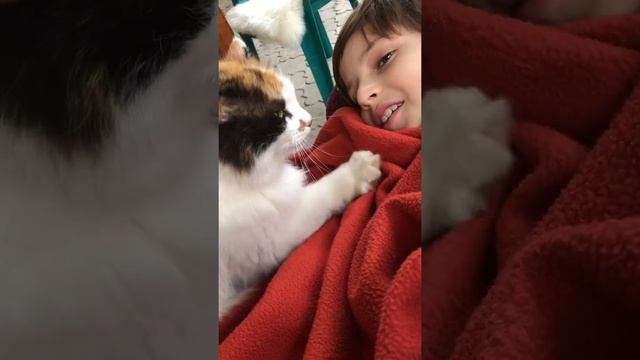 Приученная кошка или как кошка делает массаж! смотреть онлайн