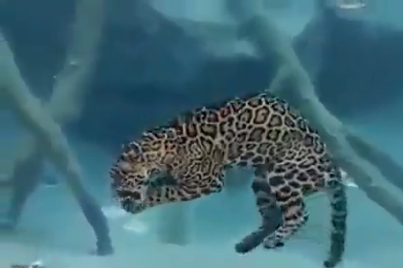 Ягуар-рыболов смотреть онлайн