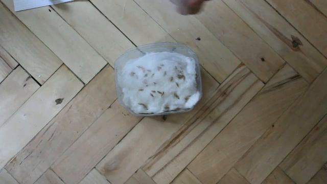 Как вырастить свежую травку для хомяка смотреть онлайн