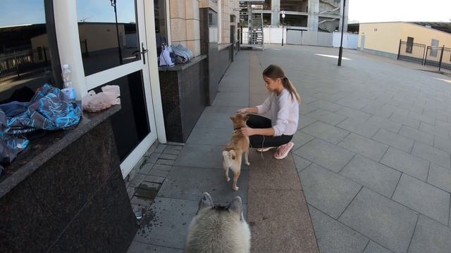 #huskiesterra, #husky, #хаски Хаски ревнует к Шибе! /Первая тренировка Ами и Арчик против))))