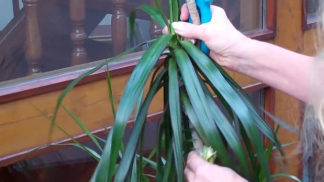 Drachenbaum Dracaena deremensis `Lemon Lime´ schneiden und vermehren - Lilo Siegel смотреть онлайн