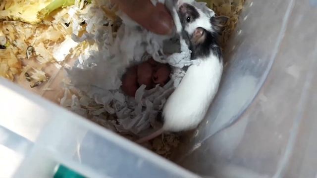 ?Как выглядят малыши бамбуковых мышей❤ смотреть онлайн