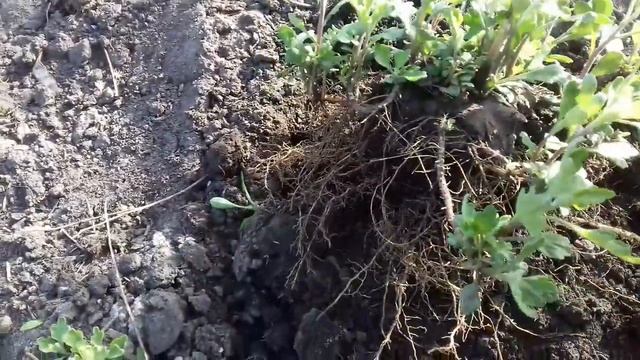 ЧТО НЕОБХОДИМО СДЕЛАТЬ С ХРИЗАНТЕМОЙ ВЕСНОЙ В ОТКРЫТОМ ГРУНТЕ.РАССАЖИВАЕМ ДЛЯ ЛУЧШЕГО ЦВЕТЕНИЯ. смотреть онлайн