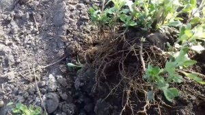 ЧТО НЕОБХОДИМО СДЕЛАТЬ С ХРИЗАНТЕМОЙ ВЕСНОЙ В ОТКРЫТОМ ГРУНТЕ.РАССАЖИВАЕМ  ДЛЯ ЛУЧШЕГО ЦВЕТЕНИЯ.