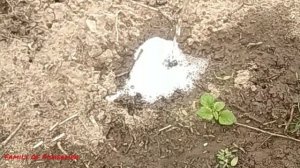 Как поймать медведку ( капустянку ) для ловли на сома