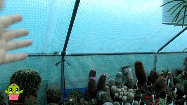 Why is My Cactus Turning RED ? #cacti #cactus #cactusplants #cactiandsucculents смотреть онлайн