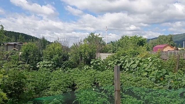 Смородинное дерево,смородина в ящике#смородинабезподпорок#страусовнет#сибирь#кузуаровнет#птичийдвор смотреть онлайн