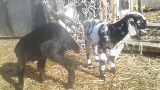 Почему выгодно выращивать коз?🐐 смотреть онлайн