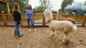 Живая азбука. Альпака