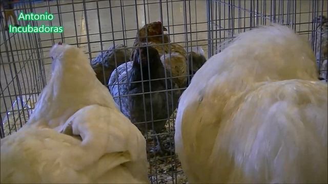 Incubación de huevos de codorniz смотреть онлайн
