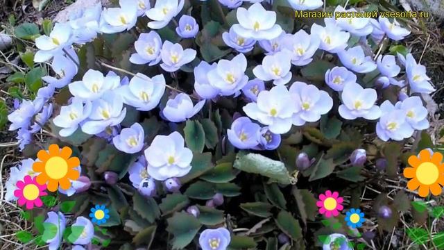 Джефферсония двулистная. Краткий обзор, описание характеристик Jeffersonia Diphylla