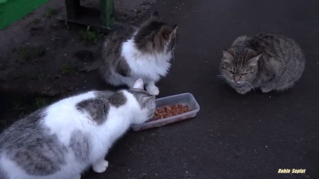 cute cat is saying something to me смотреть онлайн