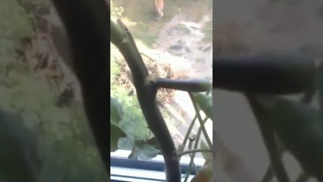 Пеларгония, чёрная ножка. Что делать? смотреть онлайн