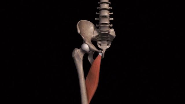 Мышцы бедра (приводящие бедро) | АНАТОМИЯ ЧЕЛОВЕКА смотреть онлайн