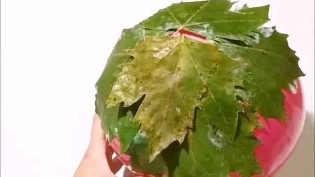 Чаша из листьев смотреть онлайн