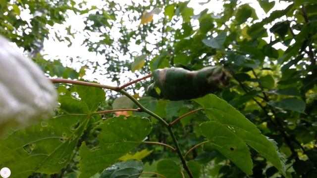 Домик из листьев смотреть онлайн