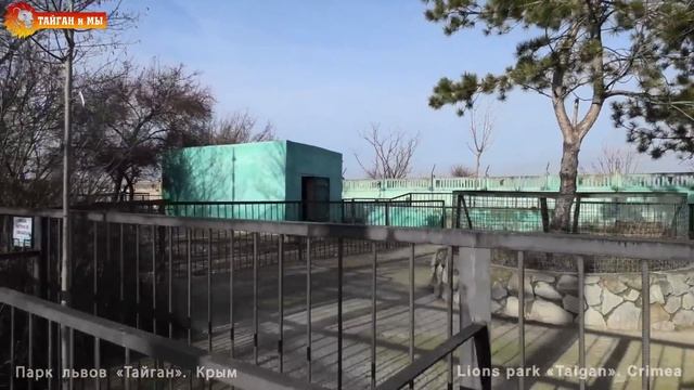 Маленький теленок зебу - копытный мир Тайгана. Little cub zebu calf is the hoofed world of Taigan. смотреть онлайн