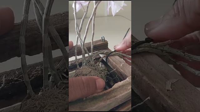 Tipos de plantío Dendrobium Aphyllum Pierardii. Gracias Celia 👏❤ смотреть онлайн