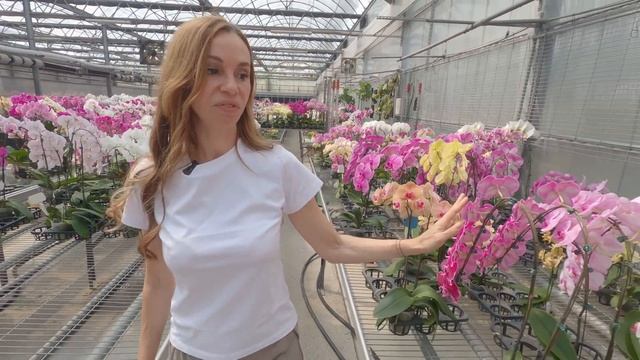 Красивейшие сорта I-Hsin в деталях смотреть онлайн