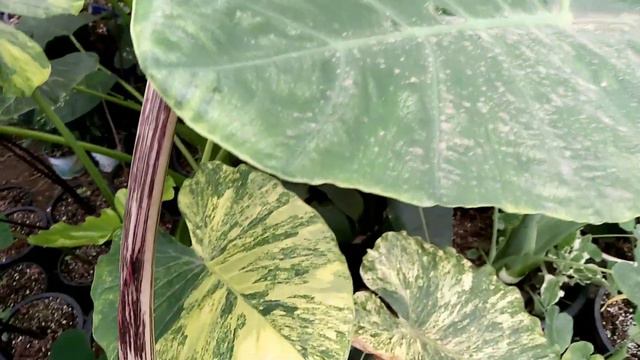 แค่อยากโชว์ หูช้างด่างเหลือง Alocasia Gageana Aurea Variegated смотреть онлайн