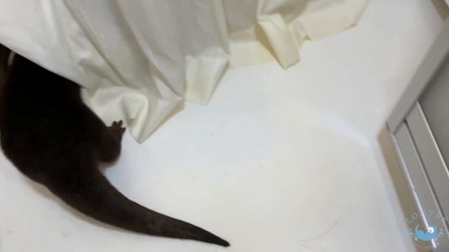 Otters Play Inside a Camper смотреть онлайн