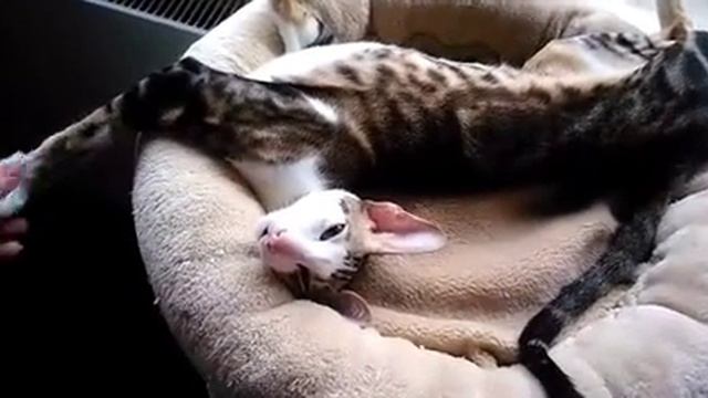 Сонный ориентальный котёнок потягивается и что-то говорит 💗ISweet Sleepy Oriental Kitten Talking смотреть онлайн