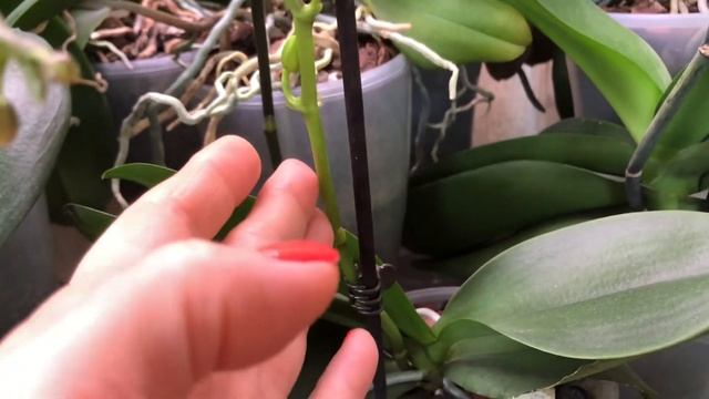 Орхидея отцвела ,что делать со старым цветоносом ? смотреть онлайн