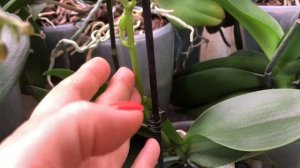 Орхидея отцвела ,что делать со старым цветоносом ?