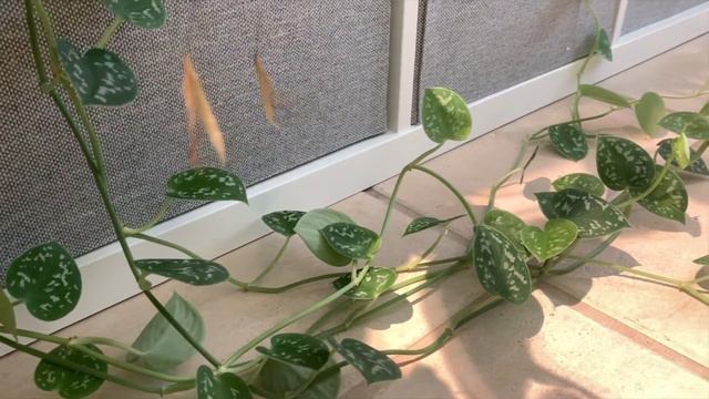 House Plant Room Tour Pt.1 🌿 || A girl with a garden смотреть онлайн
