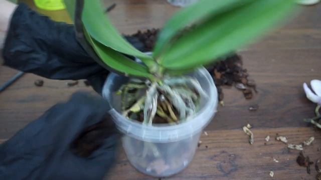 ПЕРЕСАДКА,результат:ОРХИДЕЯ Phal."Venetian Carnival" (фаленопсис "Венецианский Карнавал,биглип). смотреть онлайн