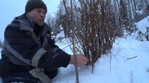 Ставим петли на куропатку.