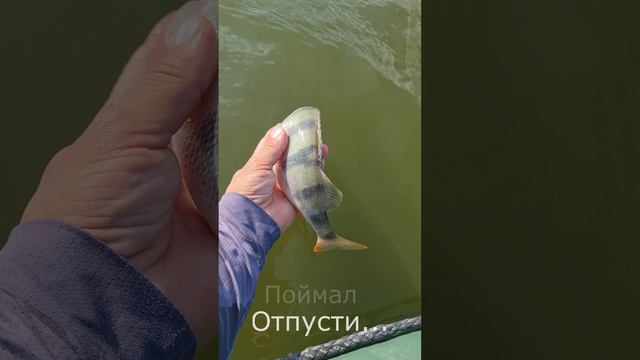 Поймал - отпусти 😉💪
#Shorts смотреть онлайн