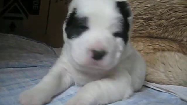 Алабаи . Наши азиатики . Шурочка в возрасте 18 дней (24.01.17.) смотреть онлайн