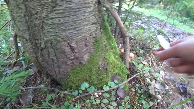 По грибы 24 авг 2019 (2) смотреть онлайн