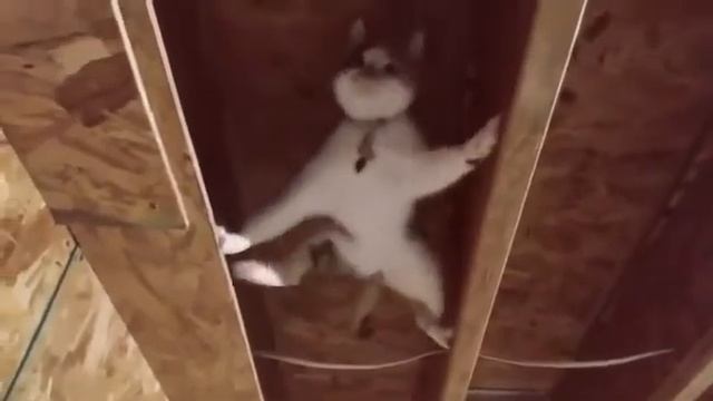 Кот Тома Круза #Tik Tok #Shorts #Тик Ток #ПриколКоты #Catstiktok смотреть онлайн