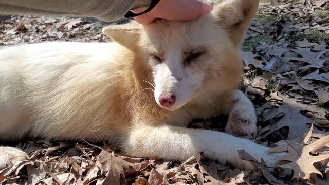 Bongo the chill fox смотреть онлайн