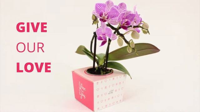 Gift Cube - VG Orchids смотреть онлайн
