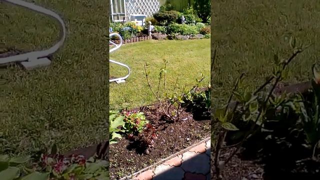 Утро в саду! смотреть онлайн