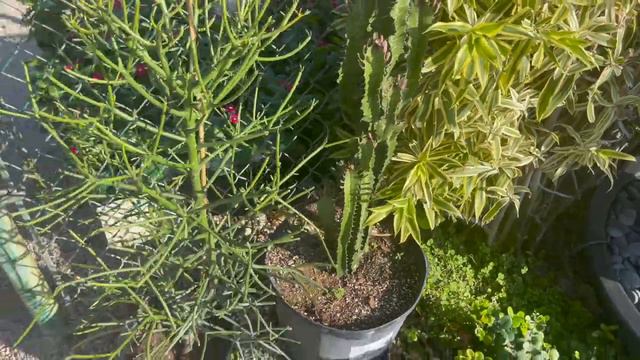 Plant Shopping at Garden Works Supply || First Time Here, Anything Good? || Plantmas Day 6 смотреть онлайн