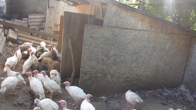 Цесарки / Содержание, кормление, разведение / Плюсы и минусы цесарок смотреть онлайн