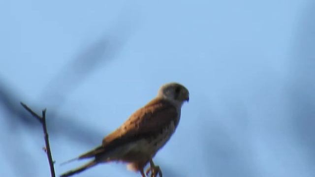 Сокол пустельга чистит перья | Обыкновенная пустельга смотреть онлайн