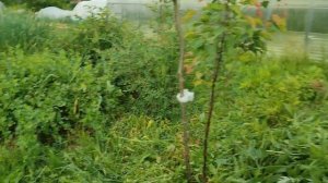 Летний ПОКОС травы в огороде. Когда триммер не справляется, приходится брать в руки серп!